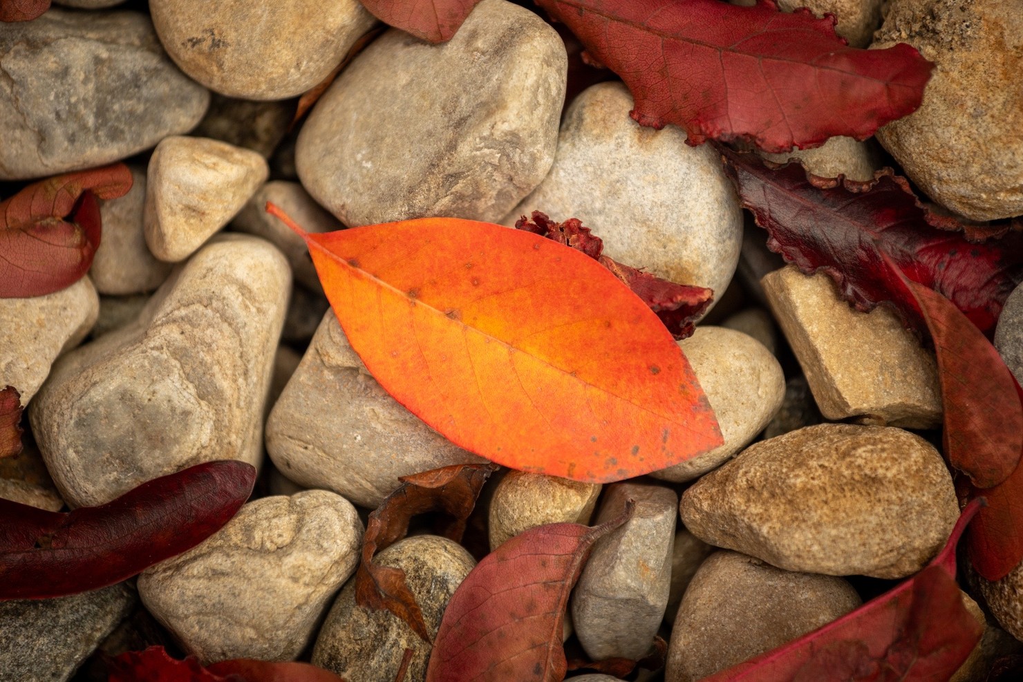 A vibrant orange leaf sitting on top of several rocks.