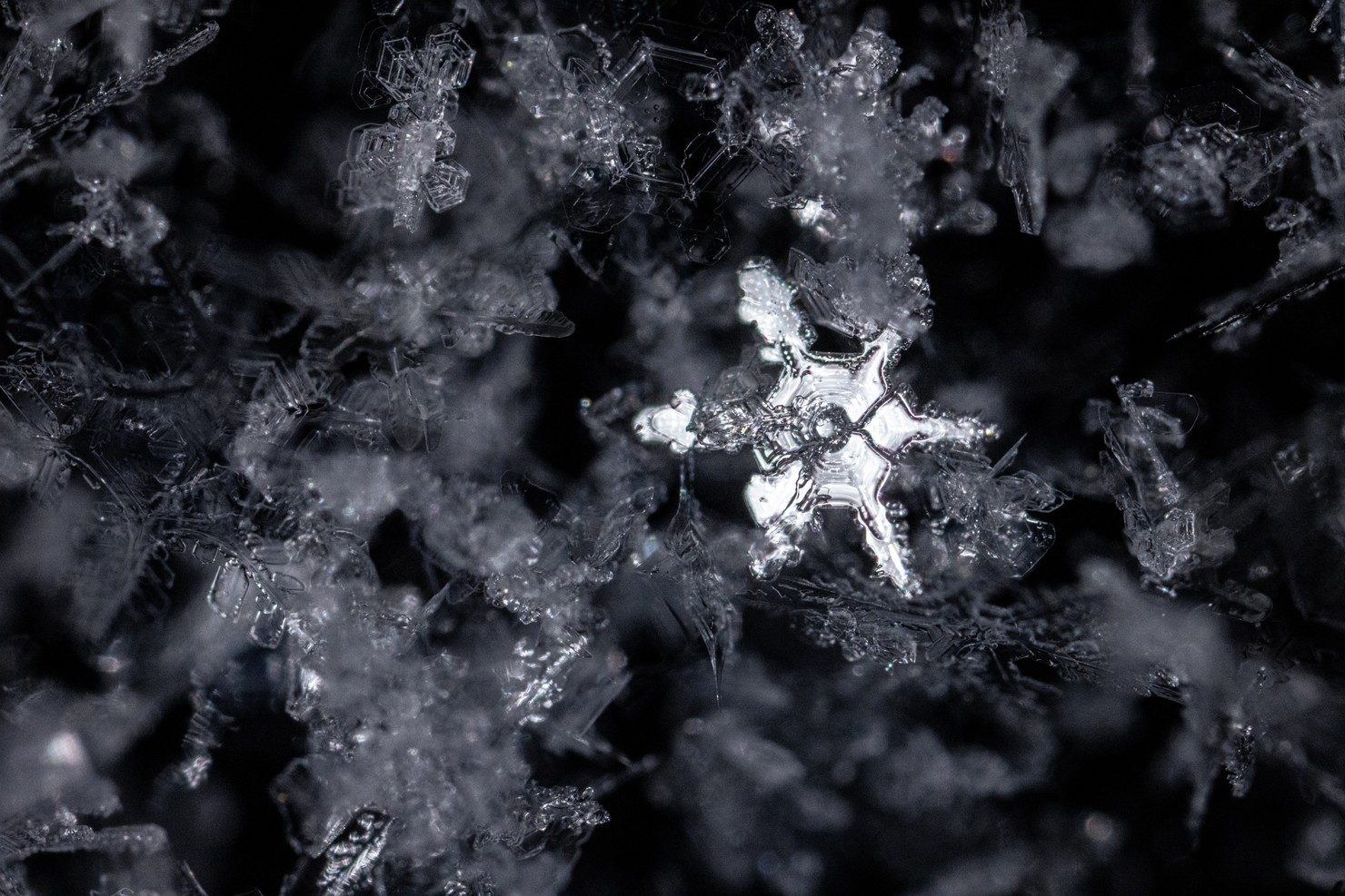 A high-contrast photo of many snowflakes, one brightly reflecting light.