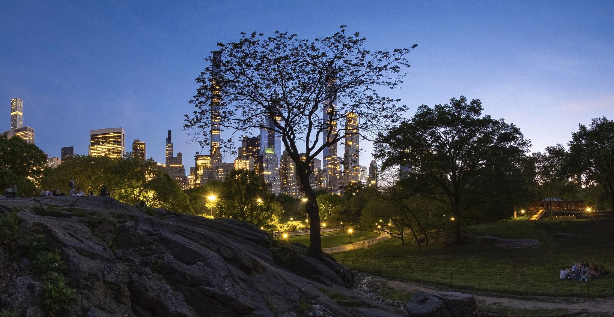 The silhouette of a tree in Central Park, behind which sit huge skyscrapers.