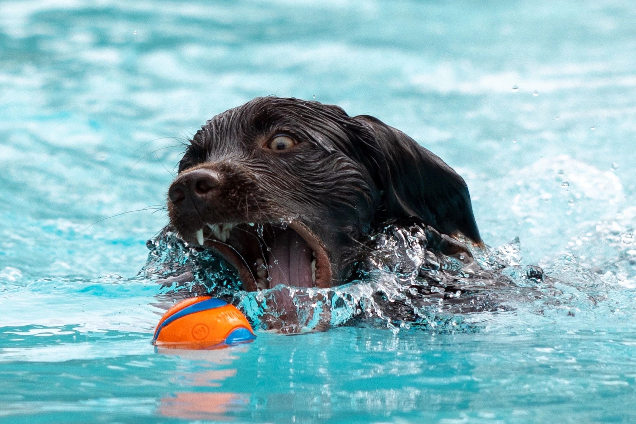 Freyr ferociously fetching an orange ball.